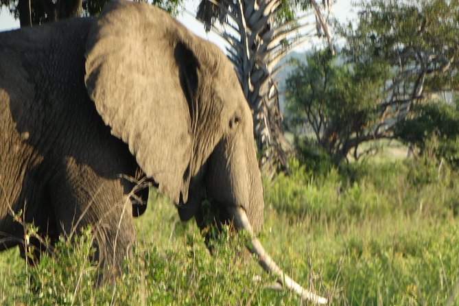 3 Days Safari to Mikumi NP - Accommodation Inside the Park - Mikumi National Park in plain terms: why it fits a short safari