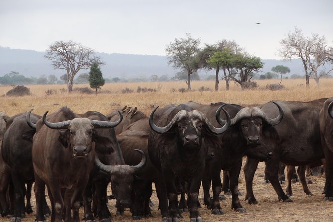 3 Days Safari to Mikumi NP - Accommodation Inside the Park - What’s included, and why that actually helps your budget