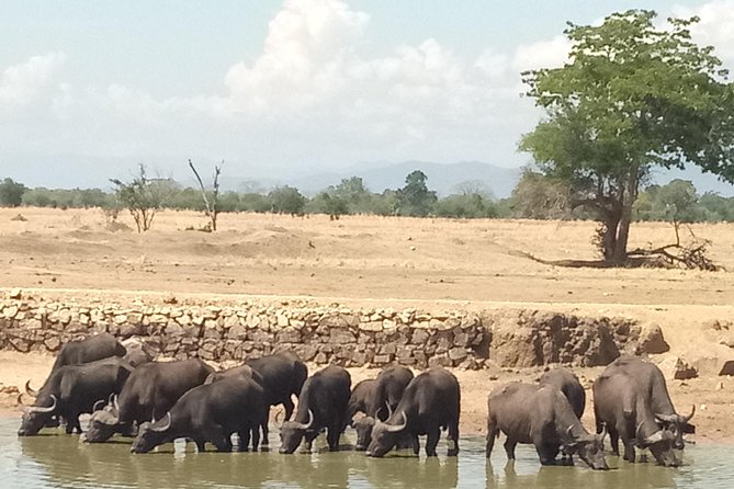 3 Days Safari to Mikumi NP - Accommodation Inside the Park - Accommodation inside the park: the tradeoff is convenience versus atmosphere