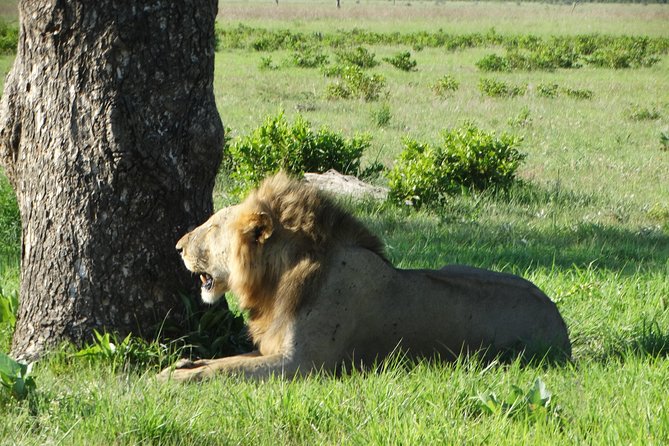 3 Days Safari to Mikumi NP - Accommodation Inside the Park - Day 1: Morogoro lunch, then an afternoon game drive to sunset