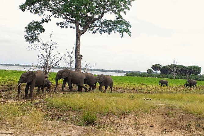3 Days Safari to Nyerere National Park (Selous Game Reserve) - Key Highlights at a Glance
