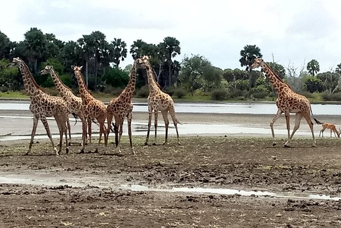 3 Days Safari to Nyerere National Park (Selous Game Reserve) - Selous Game Reserve, and Why This Route Works