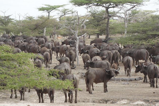 3 Days Safari to Nyerere National Park (Selous Game Reserve) - Day 1: Selous Game Reserve Boat Safari to Sunset