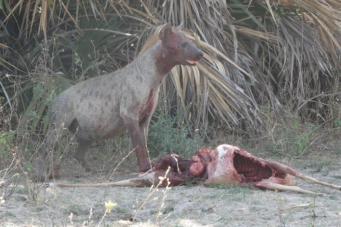 3 Days Safari to Nyerere National Park (Selous Game Reserve) - Day 2: Full-Day Game Drive Until Sunset in Nyerere