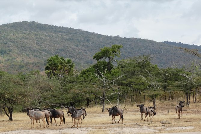 3 Days Safari to Nyerere National Park (Selous Game Reserve) - Walking Safari: The Part People Remember, Even If Timing Varies