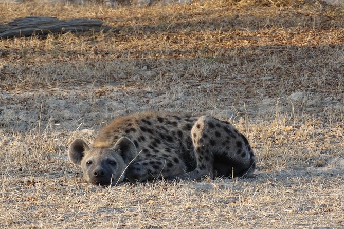 3 Days Safari to Nyerere National Park (Selous Game Reserve) - Lodge Nights and Meals That Keep You Comfortable