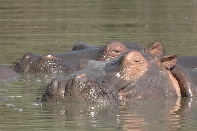 3 Days Safari to Nyerere National Park (Selous Game Reserve) - Guides and Comfort: What You Should Care About