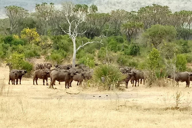 3 Days Safari to Nyerere National Park (Selous Game Reserve) - The Long Drive From Dar es Salaam, and How It Sets the Tone