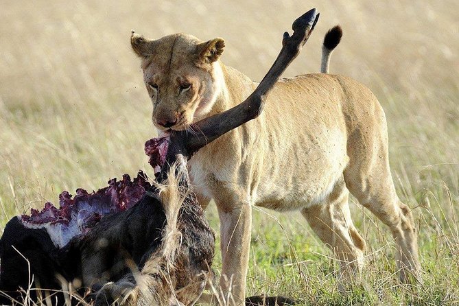 3 days safari to selous game reserve - Wildlife Expectations: What You Can Plan For, What You Must Leave to Chance