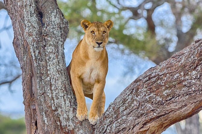 3 Days Safari to Serengeti National Park & Ngorongoro Crater in Tanzania - Day 1: Arusha pick-up and a Serengeti drive built for sightings