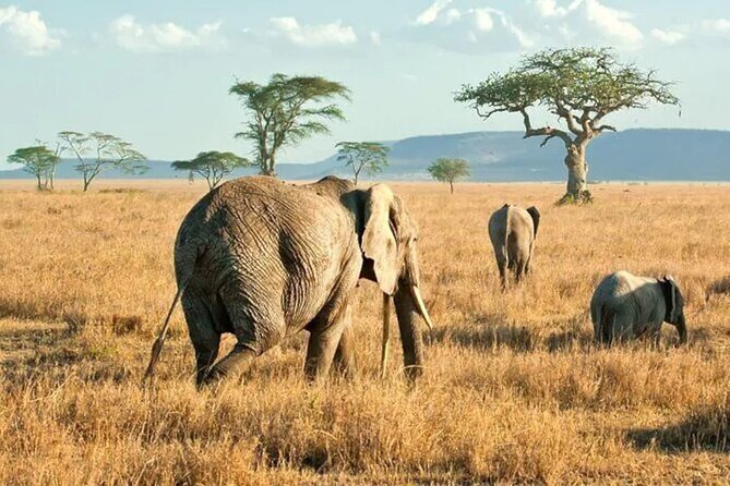 3 Days Safari to Serengeti National Park & Ngorongoro Crater in Tanzania - Camping equipment and meals that keep the trip feeling solid
