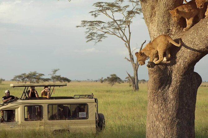 3 Days Safari to Serengeti National Park & Ngorongoro Crater in Tanzania - Day 3: Ngorongoro Crater descent, Big Five potential, and Ngoitoktok springs
