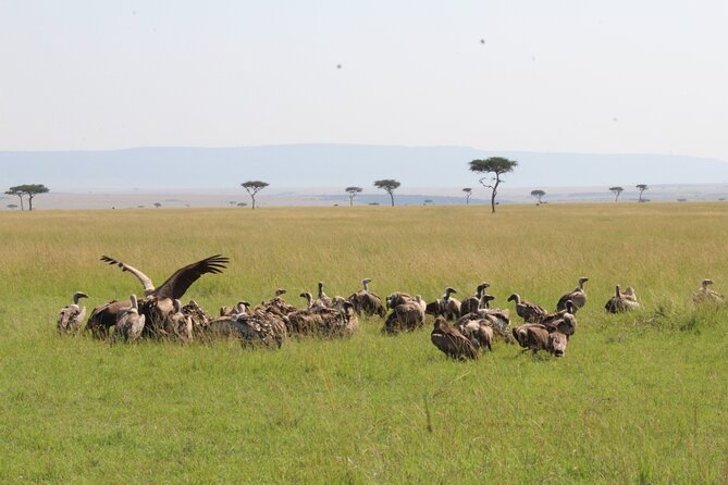 3 Days Safari Tour in Lake Manyara and Ngorngoro - Day 2: Walking the Ngorongoro rim before the long crater day