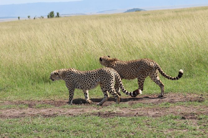 3 Days Safari Tour in Lake Manyara and Ngorngoro - What’s included, and why it changes your real-world comfort
