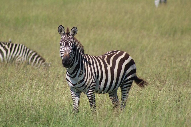 3 Days Safari Tour in Lake Manyara and Ngorngoro - Day 1: From Arusha into Lake Manyara’s many habitats