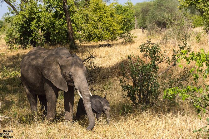 3 Days Selous Game Reserve Fly From Zanzibar - Key things to know before you go to Selous from Zanzibar