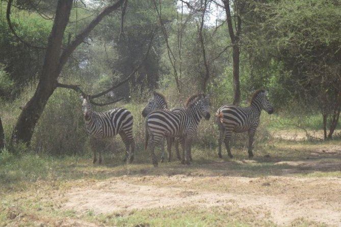 3 Days Selous Game Reserve Fly From Zanzibar - Lodging and meals: what the included tented camp really means