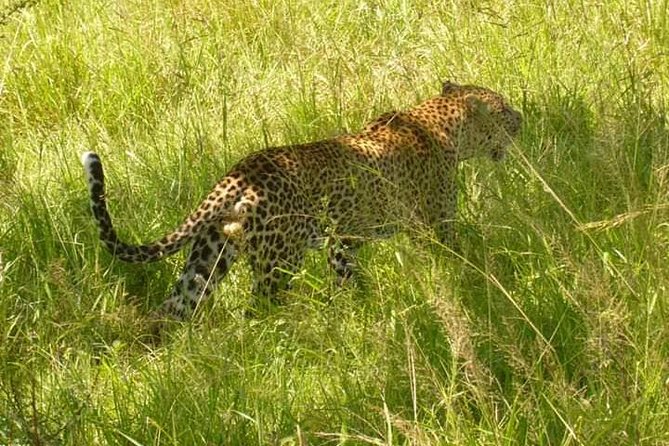 3 Days Selous Game Reserve Fly From Zanzibar - Value and price: is $1,250.88 per person a good deal?