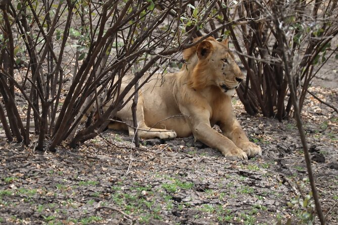3 Days Selous (Nyerere National Park) - Dar es Salaam to the park: the first transfer day is part of the safari