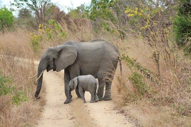 3 Days Selous (Nyerere National Park) - Day 2: full game drives, picnic lunch, and long evening time