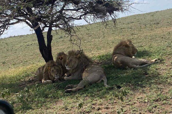 3 Days Selous (Nyerere National Park) - Day 3: the 2.5-hour walking safari, then back to Dar