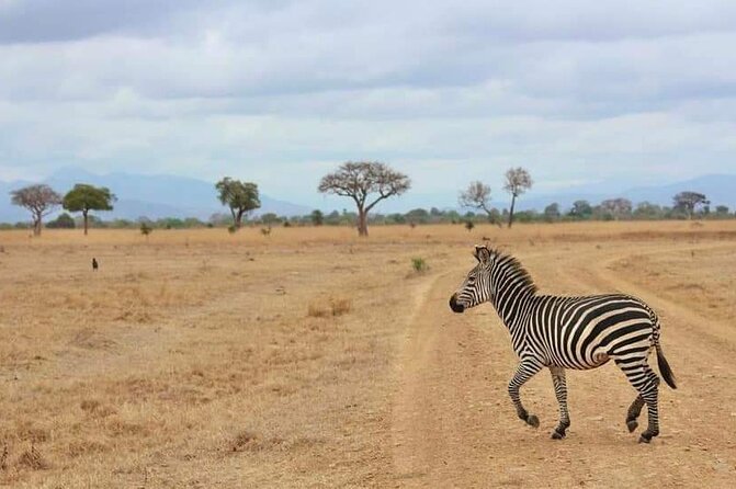 3 Days Selous (Nyerere National Park) - Guides and service: names you will keep seeing