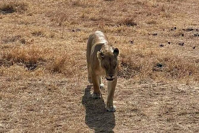 3 Days Selous (Nyerere National Park) - What $850 covers, and where the value really is
