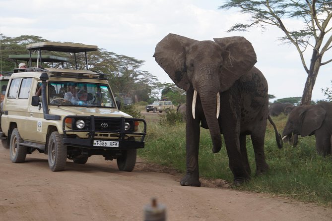 3 Days Serengeti and Ngorongoro Crater Safari from Mwanza to Arusha - The fast, focused route: Mwanza to Arusha in about 3 days
