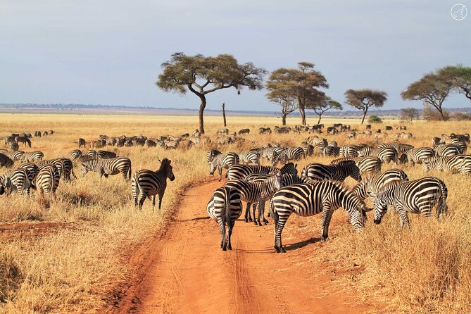 3 Days Serengeti and Ngorongoro Crater Safari from Mwanza to Arusha - Soda Lake flamingos: the safari detour you’ll remember