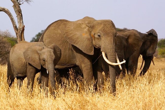 3 Days Serengeti and Ngorongoro Crater Safari from Mwanza to Arusha - Who this safari suits best, and who should think twice