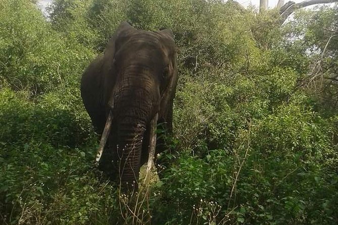 3 Days Serengeti National Park from Zanzibar - From Zanzibar To Central Serengeti: The Flight-Then-Game-Drive Plan