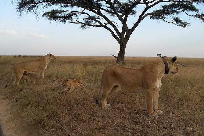 3 Days Serengeti National Park from Zanzibar - Price and Logistics: Is $2,395.95 Per Person Actually Good Value?