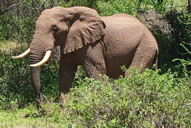 3 Days Serengeti National Park from Zanzibar - Practical Tips for a Smooth Safari Start