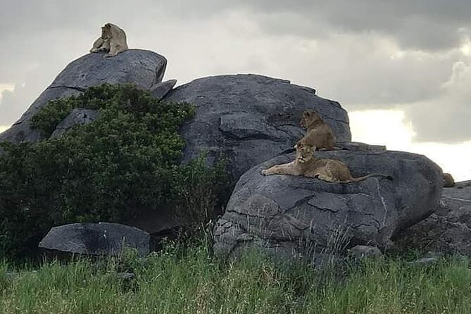 3 Days Serengeti National Park from Zanzibar - Should You Book This 3 Days Serengeti Tour from Zanzibar?