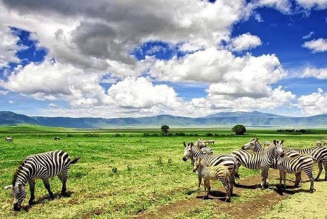 3 Days Serengeti National Park from Zanzibar - Day 3: A Morning Game Drive, Then Back to Zanzibar