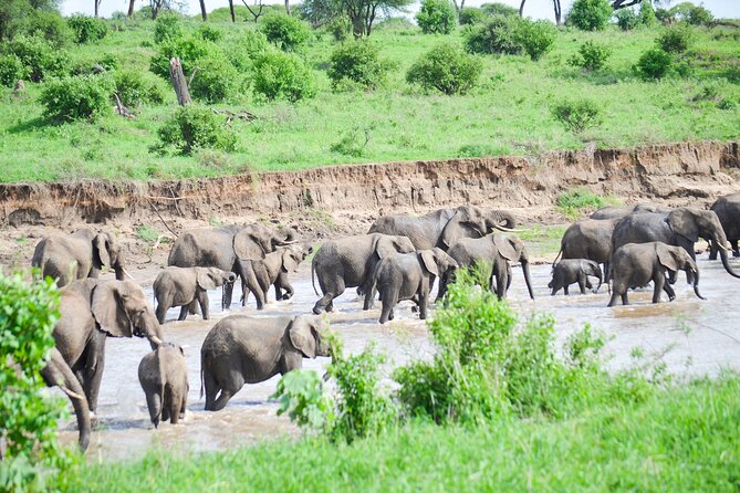 3 Days Serengeti & Ngorongoro Crater group safari - Day 1: Arusha to Serengeti, crater viewpoints, and an optional Maasai village stop