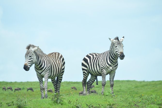 3 Days Serengeti & Ngorongoro Crater group safari - Day 3: Ngorongoro descent at 6:15 am and your shot at black rhino