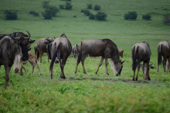 3 Days Serengeti & Ngorongoro Crater group safari - Your vehicle and group size: why max 6 matters on safari