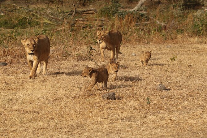 3 Days Serengeti & Ngorongoro Group Camping Safari - Key highlights you’ll feel right away