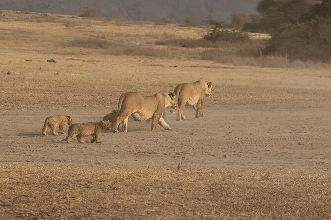 3 Days Serengeti & Ngorongoro Group Camping Safari - Arusha Pickup and Transfers, the Unsung Time Saver