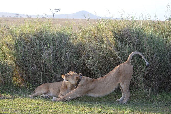 3 Days Serengeti & Ngorongoro Group Camping Safari - Day 2: Serengeti to Ngorongoro, Then Sleeping on the Crater Rim