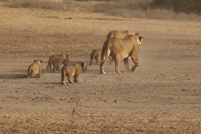 3 Days Serengeti & Ngorongoro Group Camping Safari - Day 3: Crater Floor Day Tour and a Picnic Lunch
