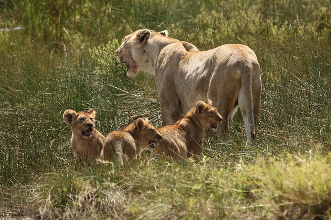 3 Days Serengeti & Ngorongoro Group Camping Safari - Camping Safari Reality: What You Gain and What to Plan For