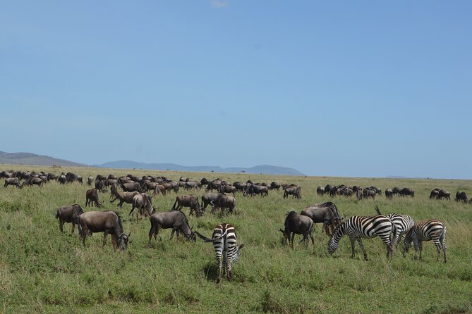 3 Days Serengeti & Ngorongoro Group Camping Safari - Wildlife Chances: Big Cats, Elephants, and Buffalo, Plus the Big Five Question