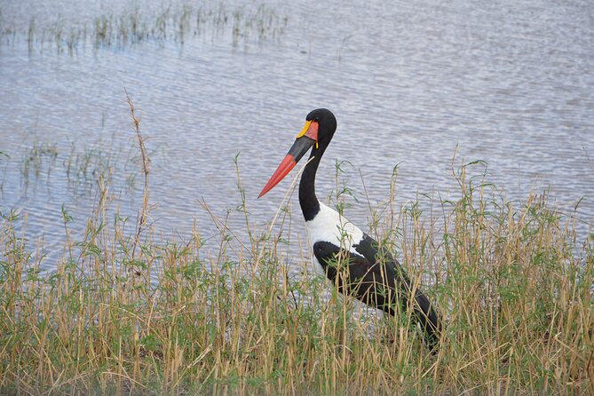 3 Days Serengeti & Ngorongoro Group Camping Safari - Day 1: Arusha to Serengeti, First Game Drive on the Plains