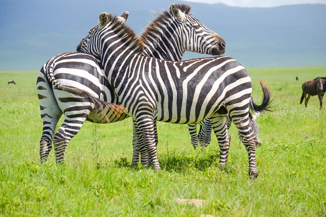 3 Days Serengeti & Ngorongoro Lodge Safari - Key things I’d plan around