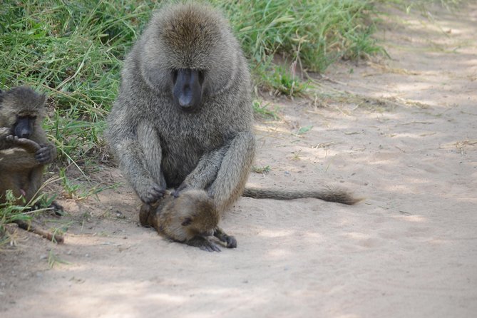 3 Days Serengeti & Ngorongoro Lodge Safari - Guides and communication: what tends to make or break a safari