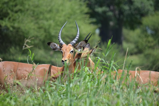 3 Days Serengeti & Ngorongoro Lodge Safari - Price and value: is $1,440 a fair deal for 3 days?