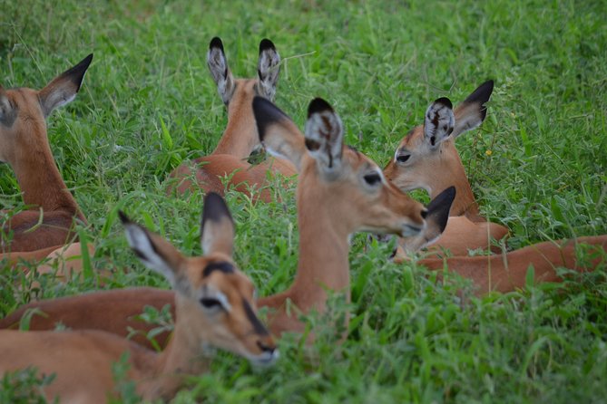 3 Days Serengeti & Ngorongoro Lodge Safari - Weather and expectations: planning around good conditions