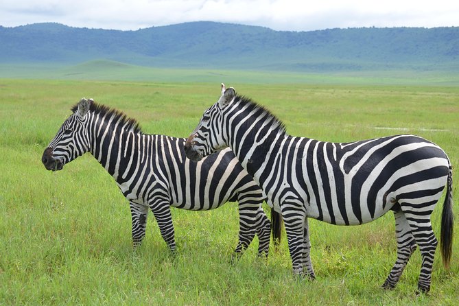 3 Days Serengeti & Ngorongoro Lodge Safari - Serengeti National Park mornings: where timing does the heavy lifting